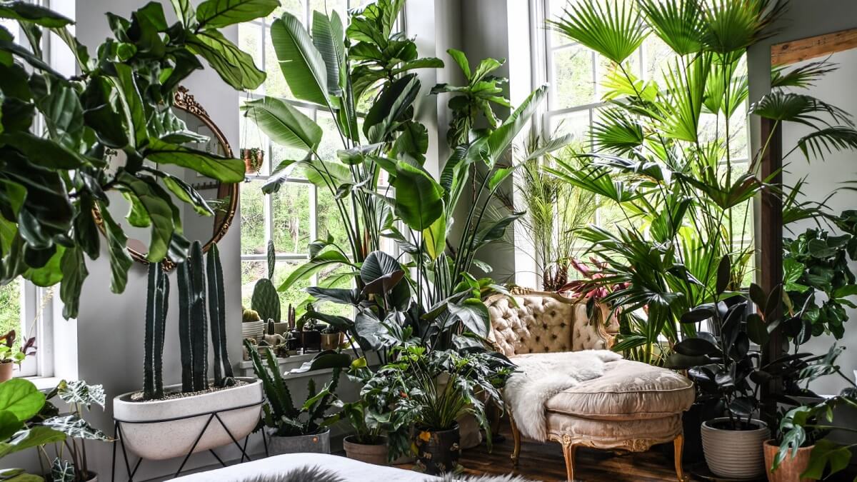 Decorate Dining Room With Indoor Plants